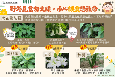 大花曼陀羅宣導文宣圖片